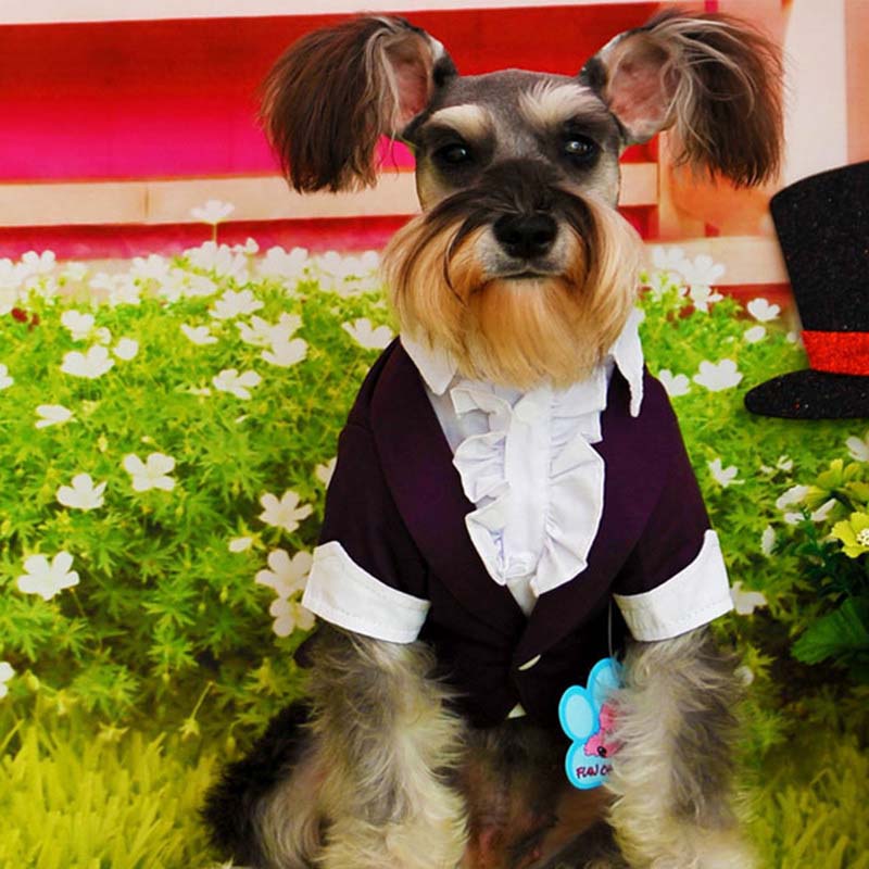 Tuxedos For Small Dogs