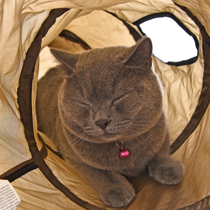 Cat in Play Tunnel